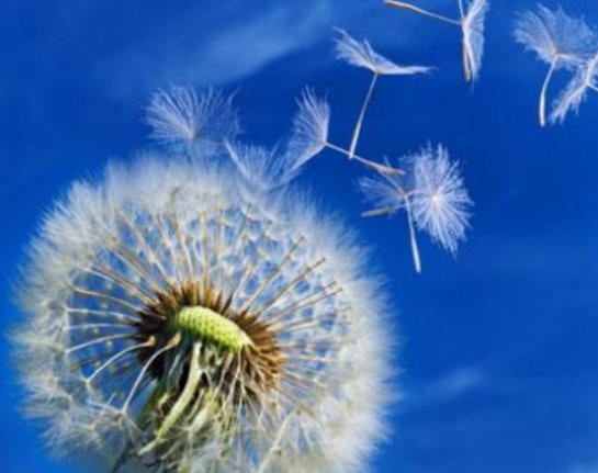 世界十大凄美的花排名,曇花代表一瞬間的永恒、荼蘼花代表沒有退路 世界十大凄美的花排名,曇花代表一瞬間的永恒、荼蘼花代表沒有退路