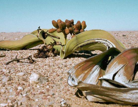 ��������ֵ�ʮ��ֲ�ǧ�q�m��ֲ���еĻʯ�������������绨��