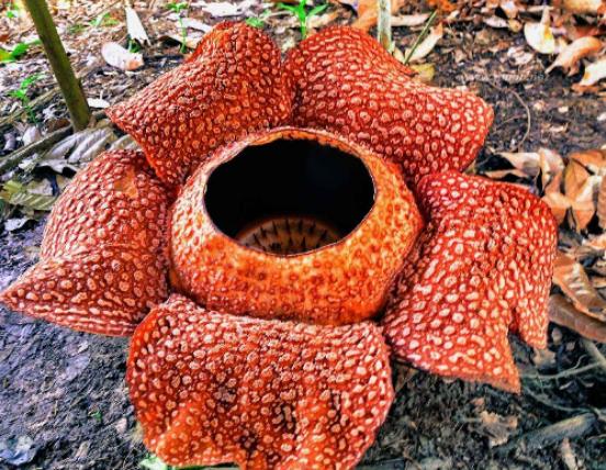 世界最奇怪的十大植物,千歲蘭是植物中的活化石、大王花是世界花王 世界最奇怪的十大植物,千歲蘭是植物中的活化石、大王花是世界花王