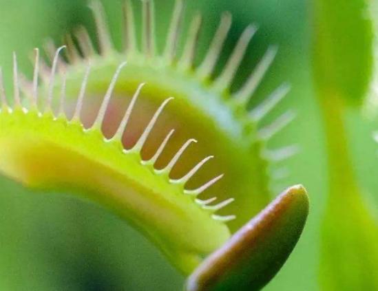 世界最奇怪的十大植物,千歲蘭是植物中的活化石、大王花是世界花王 世界最奇怪的十大植物,千歲蘭是植物中的活化石、大王花是世界花王