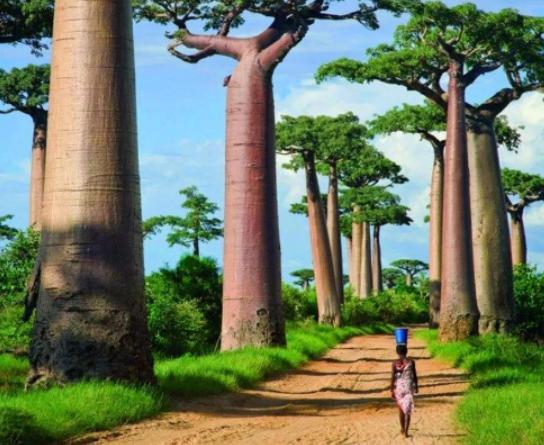 世界最奇怪的十大植物,千歲蘭是植物中的活化石、大王花是世界花王 世界最奇怪的十大植物,千歲蘭是植物中的活化石、大王花是世界花王