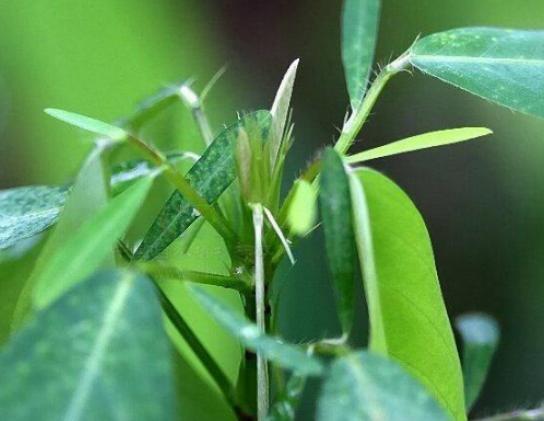 世界最奇怪的十大植物,千歲蘭是植物中的活化石、大王花是世界花王 世界最奇怪的十大植物,千歲蘭是植物中的活化石、大王花是世界花王