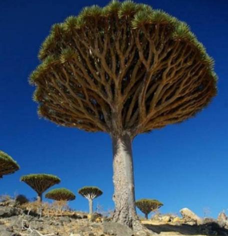 世界最奇怪的十大植物,千歲蘭是植物中的活化石、大王花是世界花王 世界最奇怪的十大植物,千歲蘭是植物中的活化石、大王花是世界花王