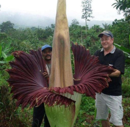 世界最奇怪的十大植物,千歲蘭是植物中的活化石、大王花是世界花王 世界最奇怪的十大植物,千歲蘭是植物中的活化石、大王花是世界花王