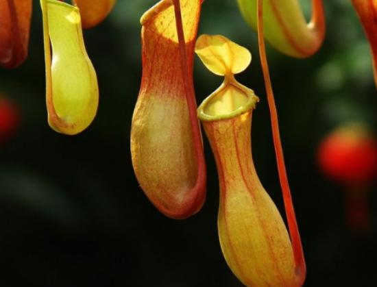 世界最奇怪的十大植物,千歲蘭是植物中的活化石、大王花是世界花王 世界最奇怪的十大植物,千歲蘭是植物中的活化石、大王花是世界花王