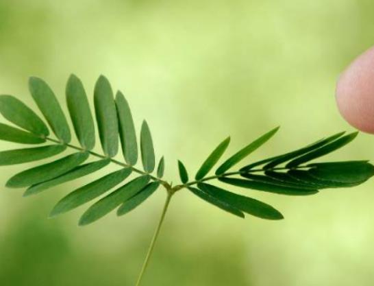 世界最奇怪的十大植物,千歲蘭是植物中的活化石、大王花是世界花王 世界最奇怪的十大植物,千歲蘭是植物中的活化石、大王花是世界花王