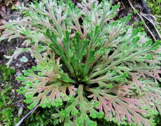 世界最奇怪的十大植物,千歲蘭是植物中的活化石、大王花是世界花王 世界最奇怪的十大植物,千歲蘭是植物中的活化石、大王花是世界花王