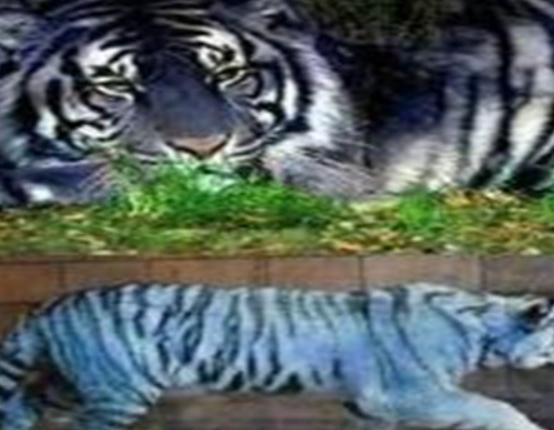 世界十大未知生物排名,卡布羅龍無從考證、大王烏賊重量達兩千克左右 世界十大未知生物排名,卡布羅龍無從考證、大王烏賊重量達兩千克左右