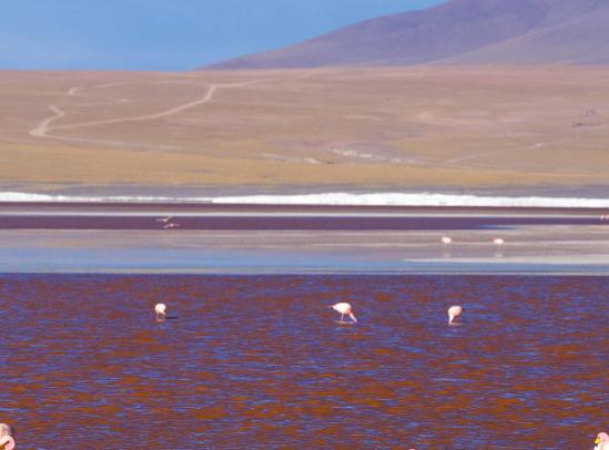 世界十大奇特的湖,赫利爾湖湖水顏色至今是謎、水母湖有百萬只水母 世界十大奇特的湖,赫利爾湖湖水顏色至今是謎、水母湖有百萬只水母