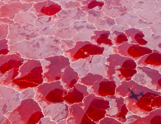 世界十大奇特的湖,赫利爾湖湖水顏色至今是謎、水母湖有百萬只水母 世界十大奇特的湖,赫利爾湖湖水顏色至今是謎、水母湖有百萬只水母