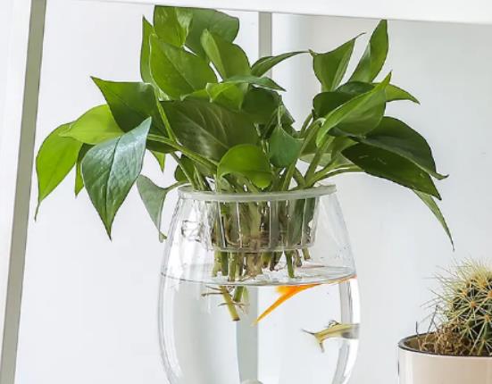 綠蘿剪枝直接插土里能活嗎?綠蘿可以放到魚缸里面嗎 綠蘿剪枝直接插土里能活嗎?綠蘿可以放到魚缸里面嗎