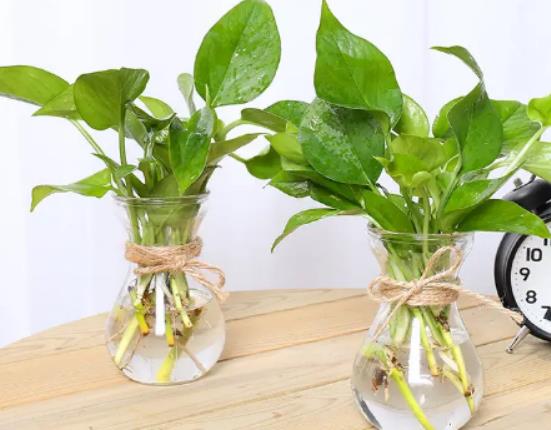 �G�}�I�BҺ����ֱ�Ӽ�ˮ���ھG�}�φ᣿�G�}��ϲ�߀��ϲ�ֲ��