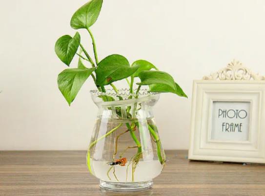 綠蘿放在臥室里好嗎?綠蘿澆醬油水是澆在根部嗎 綠蘿放在臥室里好嗎?綠蘿澆醬油水是澆在根部嗎