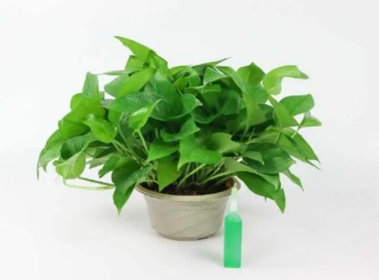 客廳綠蘿爬墻好不好?綠蘿修剪完怎么養護 客廳綠蘿爬墻好不好?綠蘿修剪完怎么養護