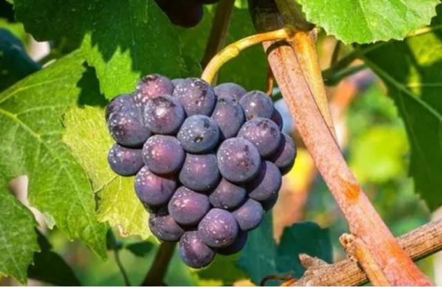 ���ѵĹ�Ч�c���������߀���ϻ� �����ѕ�׃�ֆ�