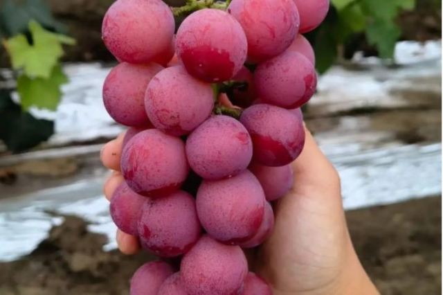 Ů�����������ʲô��̎��Ů���½����ܳ����ц�