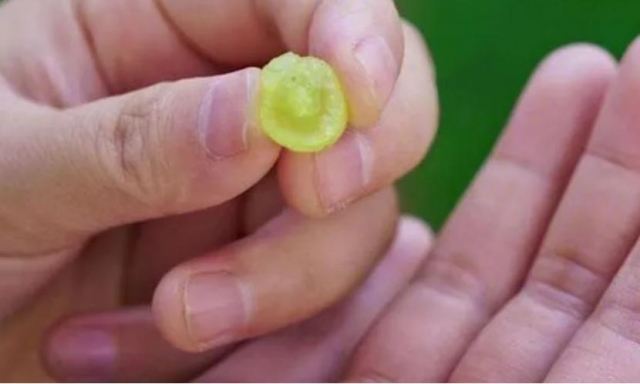 ���ь�Ƥ�w�Æ��������к��еĠI�B�ɷ�