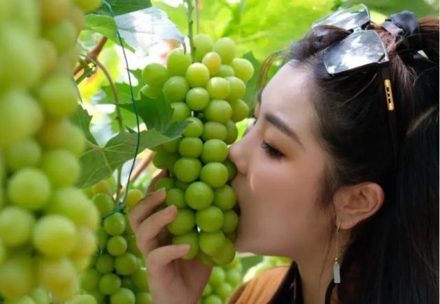 葡萄籽吃了會(huì)乳腺增生嗎 葡萄籽會(huì)加重乳腺增生嗎 葡萄籽吃了會(huì)乳腺增生嗎 葡萄籽會(huì)加重乳腺增生嗎