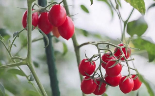 ������ô�Կ������������� ���Ѻ;S����E�Ă�����������