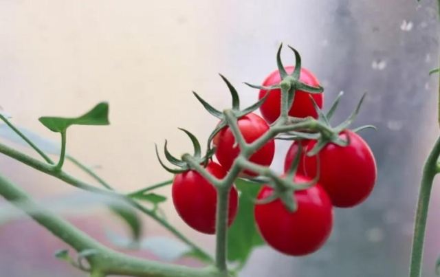 番茄怎么吃抗氧化能力更強 番茄和維他命E哪個抗氧化更強 番茄怎么吃抗氧化能力更強 番茄和維他命E哪個抗氧化更強