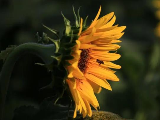 ���տ��ǲ���ꖚ����صĻ������տ�һ����ʲô�r���_��