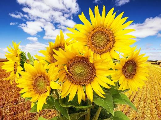 ���տ��_����Ҫ��ã����տ��x��߀�����_��