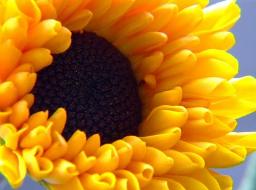 向日葵開花需要多久?向日葵謝了還會再開嗎 向日葵開花需要多久?向日葵謝了還會再開嗎