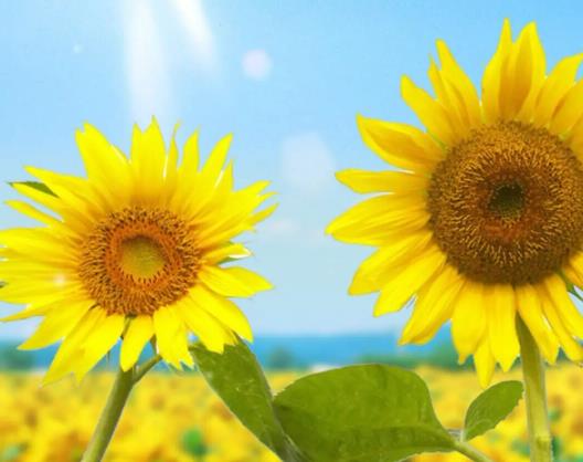 向日葵開花需要多久?向日葵謝了還會再開嗎 向日葵開花需要多久?向日葵謝了還會再開嗎