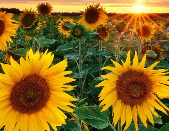 ���տ�һ�Ν�����ˮ�����տ���һֱ����̫��D���Dȥ��