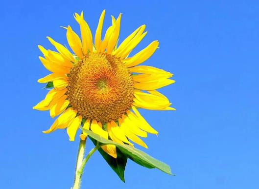 向日葵可以多久不澆水?向日葵怎么水培花開的旺盛 向日葵可以多久不澆水?向日葵怎么水培花開的旺盛