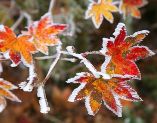 2023年霜降下雨好還是晴天好?2023霜降氣溫大概多少度 2023年霜降下雨好還是晴天好?2023霜降氣溫大概多少度