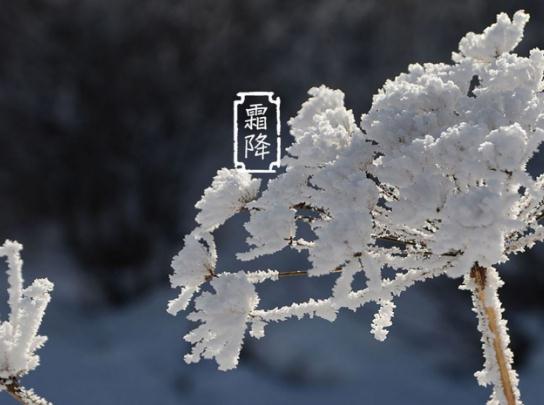 2023年霜降下雨好還是晴天好?2023霜降氣溫大概多少度 2023年霜降下雨好還是晴天好?2023霜降氣溫大概多少度