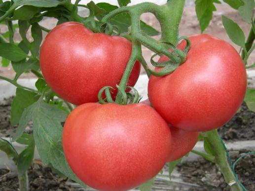 ���t��Ҫ���ժ����֦�������t��������ô�k