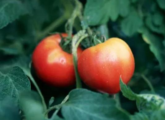 ���t����ô�����ʣ����t��������Ҫ�l�Ͷ��