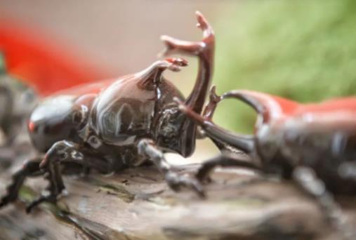 �����������x߀�Ǻ��x���쵽��������ʲô����