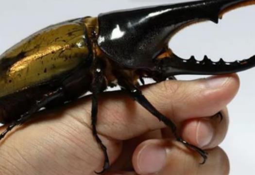 �����������x߀�Ǻ��x���쵽��������ʲô����