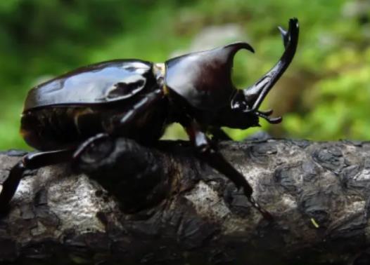 ��������ʺ���Ɇ᣿�쵽һֻ��������ô�k