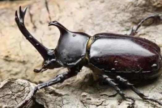 ������ҧ�ˆ᣿�����ɳ�ʲôʳ��