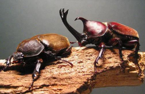 怎么判斷獨(dú)角仙死了沒?獨(dú)角仙是幾級(jí)保護(hù)動(dòng)物 怎么判斷獨(dú)角仙死了沒?獨(dú)角仙是幾級(jí)保護(hù)動(dòng)物