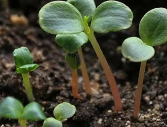 ���������ڰlѿǰ��߀�ǰlѿ���ã��N����Ҫʲô�l�����ܰlѿ