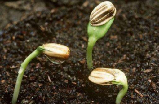 �j�˷N��Ҫ��ˮ�݆᣿�N����ô�߰lѿ