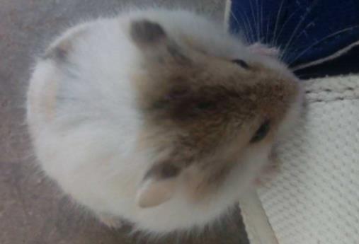 �}�������Lë���Գ�ʳ���ˆ᣿�����B�Ă}�����Ⱦ���߆�