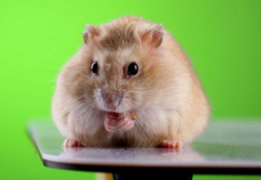 �B�}����Ҫιˮ�᣿�}���������Ӳ��