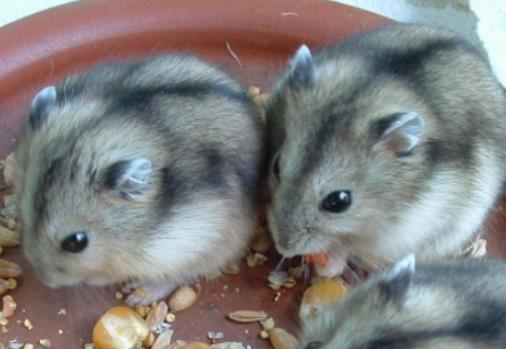 �B�}����Ҫιˮ�᣿�}���������Ӳ��