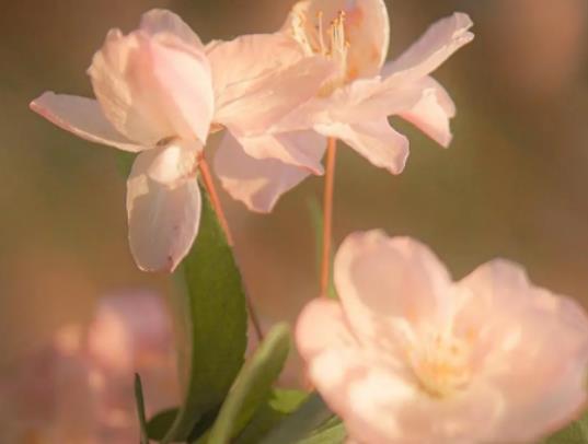 ���Ļ������_�����Ļ��ܲ��ܷ����҃��B