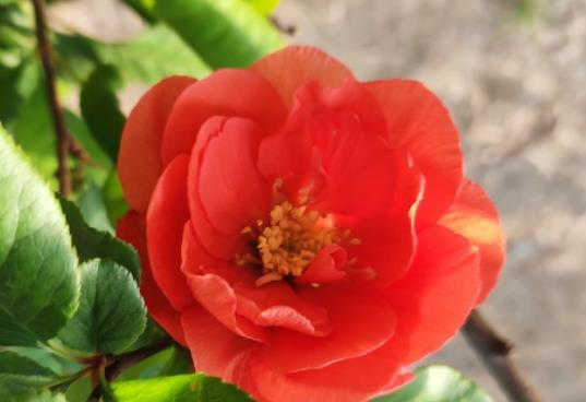 ���Ļ������_�����Ļ��ܲ��ܷ����҃��B