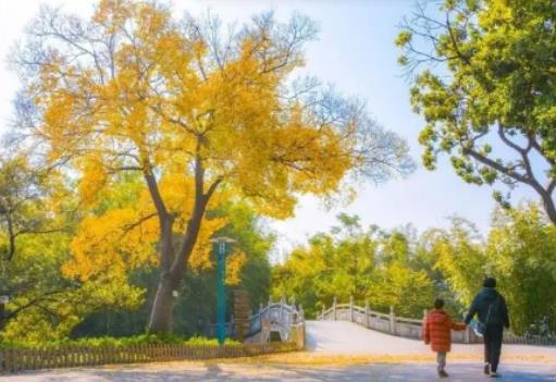 11月份去成都天氣是冷是熱?11月份的成都氣溫怎么樣 11月份去成都天氣是冷是熱?11月份的成都氣溫怎么樣