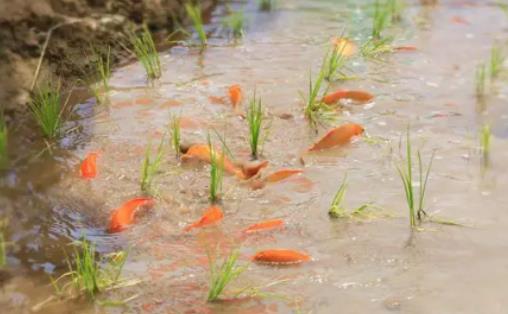 �����B�~���ӷ����Q�������Bʲô�~����B