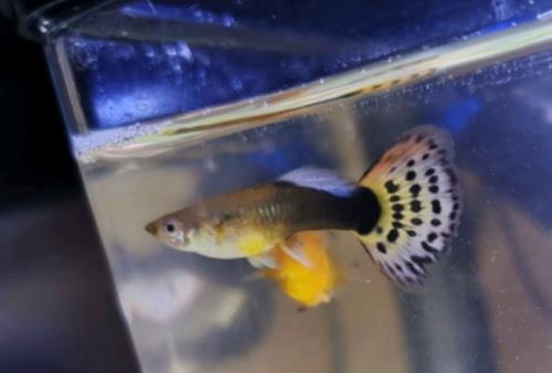 ���~��ؓ(f��)���~����ܺã��B(y��ng)���~���ԁ�ˮҪ�Ŏ���