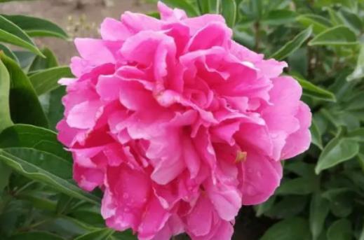 芍藥花長什么樣子?芍藥花多少錢一支 芍藥花長什么樣子?芍藥花多少錢一支